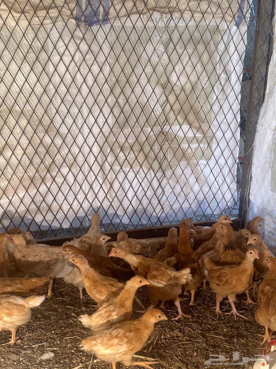 70 Turkish roosters for sale63174529757057114
