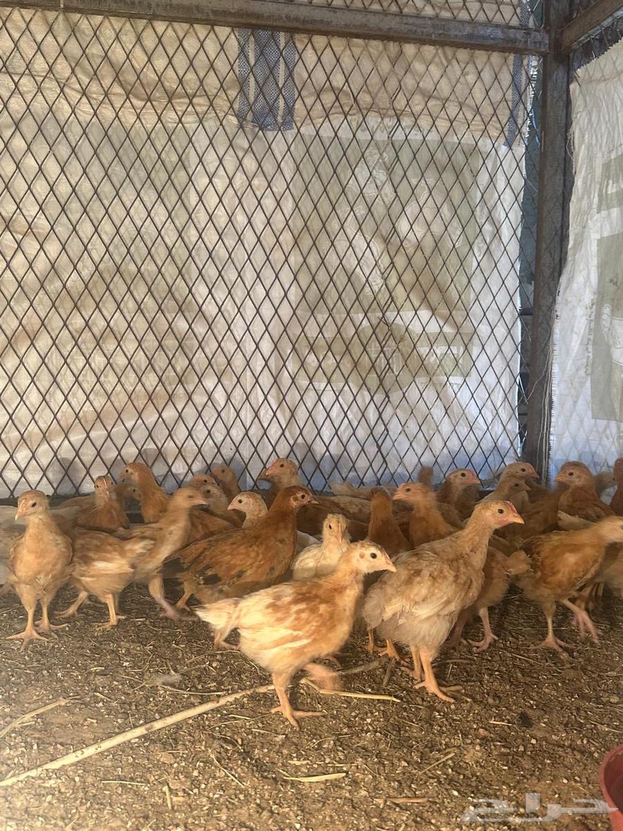 70 Turkish roosters for sale63174529757057111