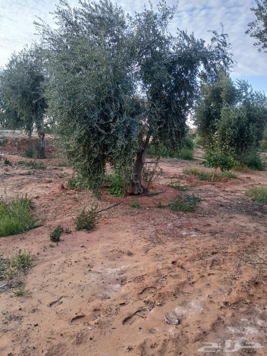 Mature olive with delivery and installation63175494996738113