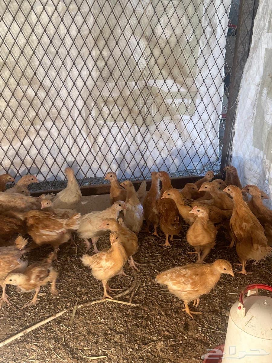 70 Turkish roosters for sale63174529757057112