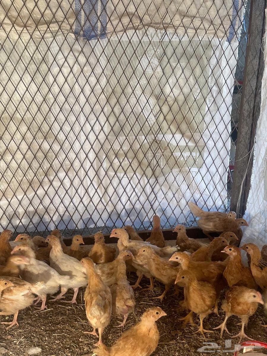 70 Turkish roosters for sale63174529757057113