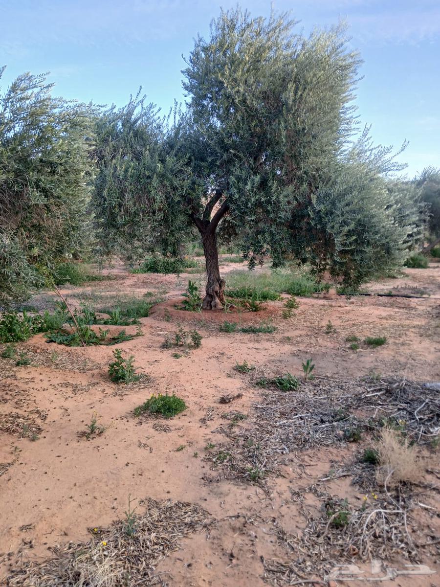 Mature olive with delivery and installation63175494996738112