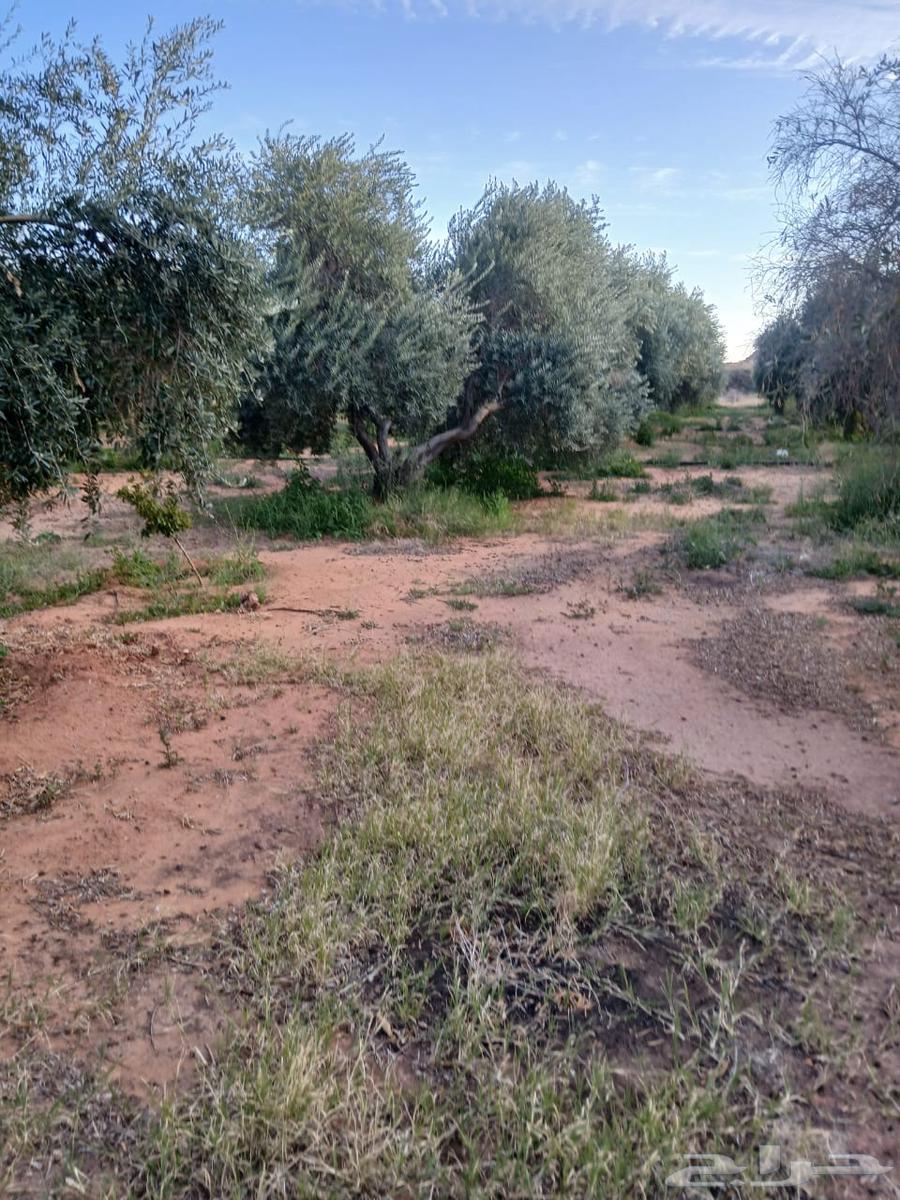 Mature olive with delivery and installation63175494996738111