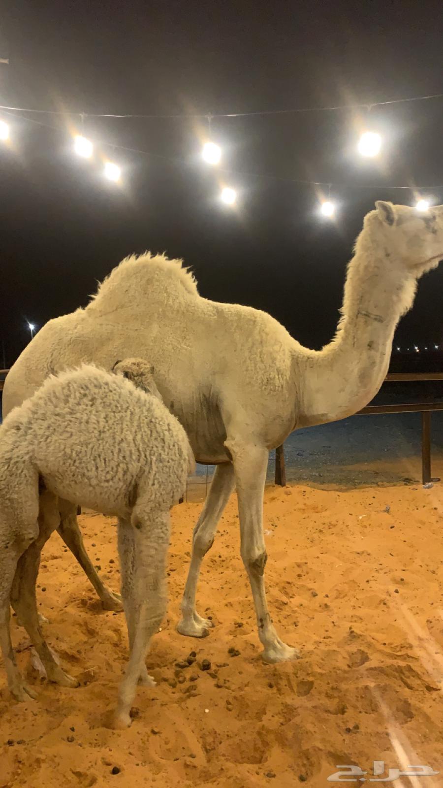 خلفه بكر هديه تم البيع63172406649859114