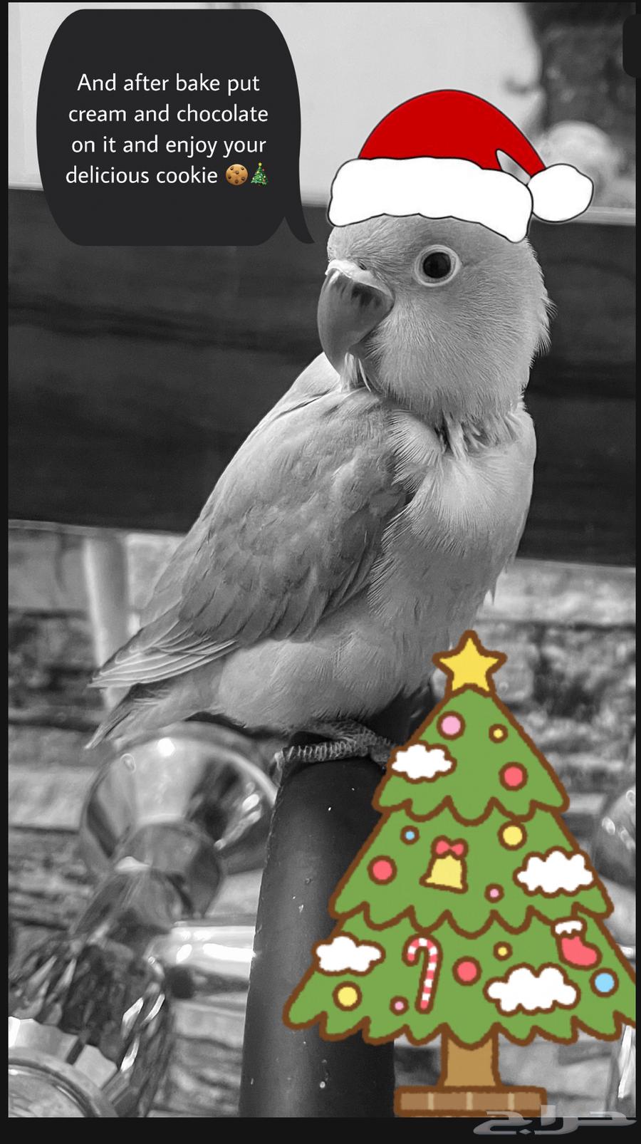 parrot for sale631719733255691127