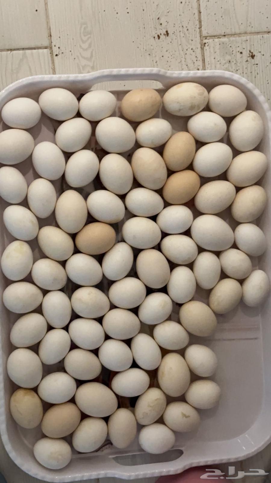 For sale: two and a half trays of fertilized local eggs63172429688833111