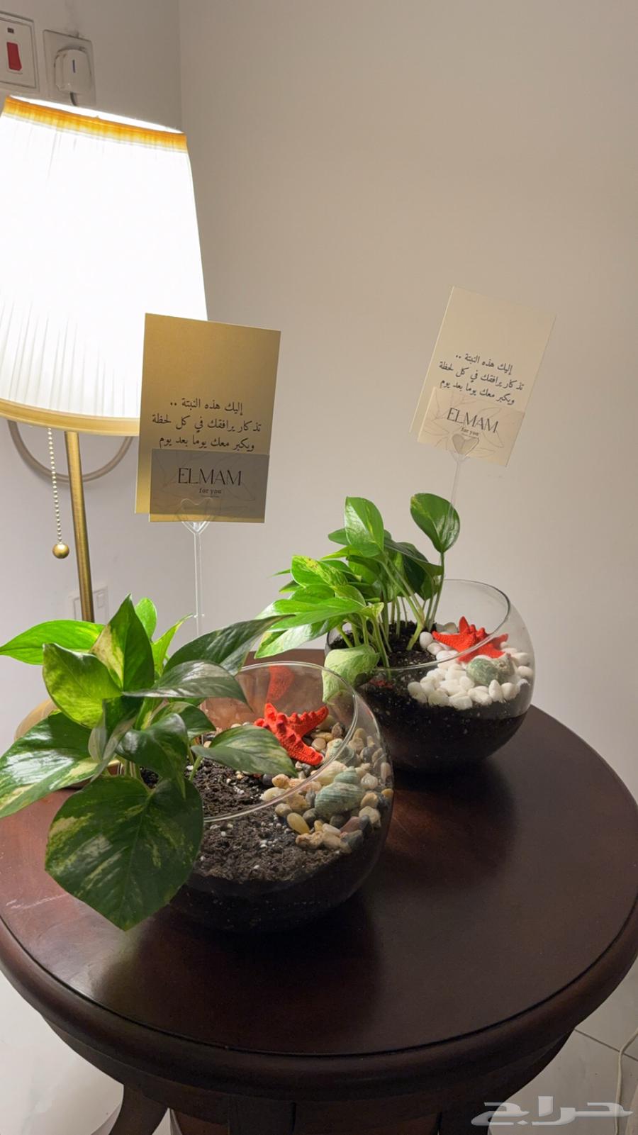 Indoor plant (Sea pots) 5963257854925697112