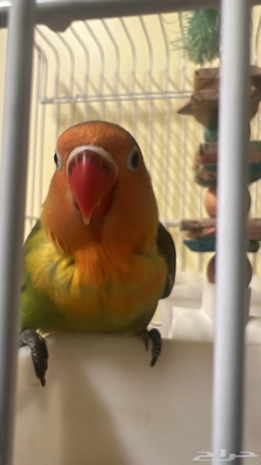 parrot for sale63171973325569111