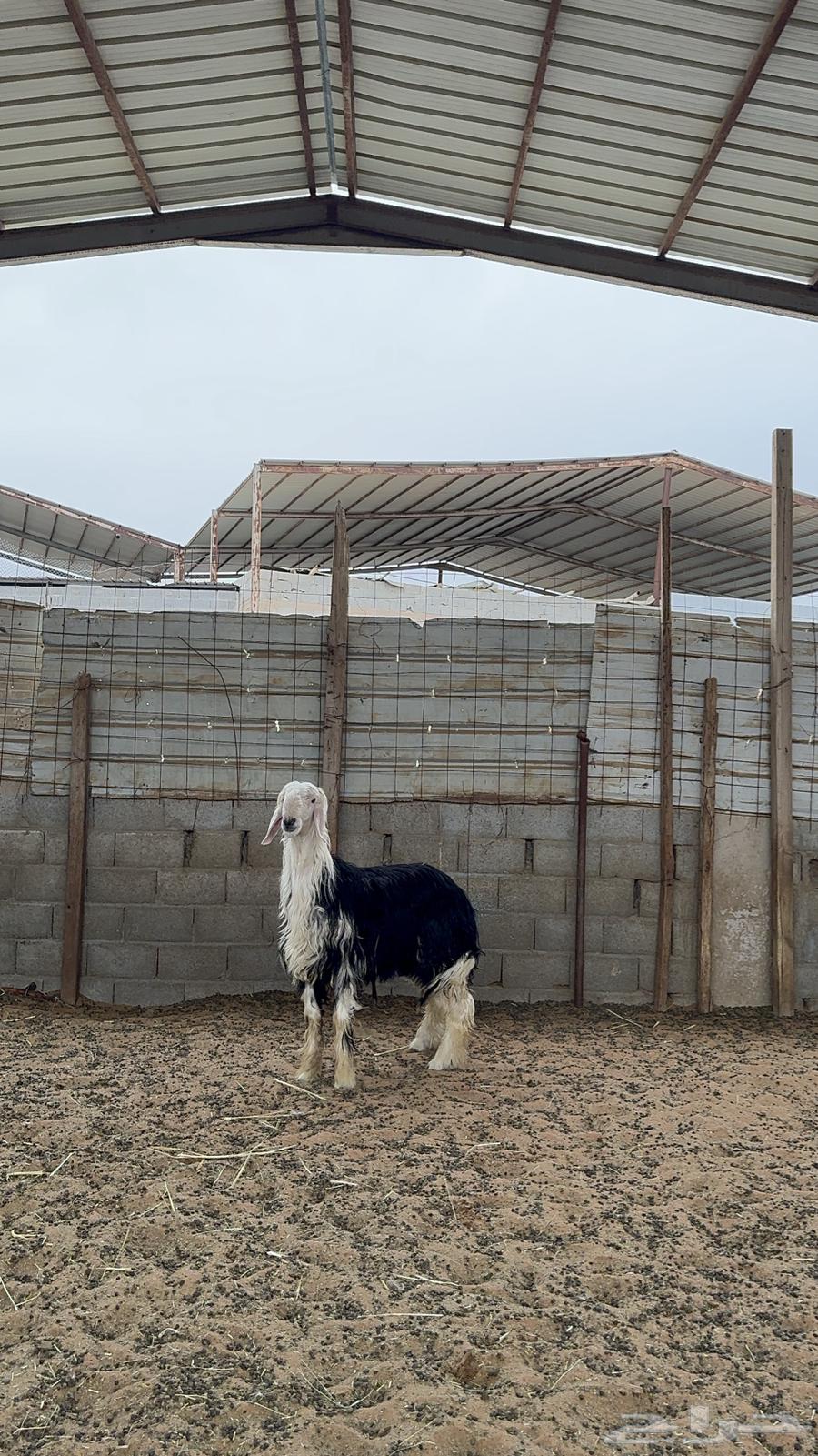 Najdi goat Jaber63171060890113111