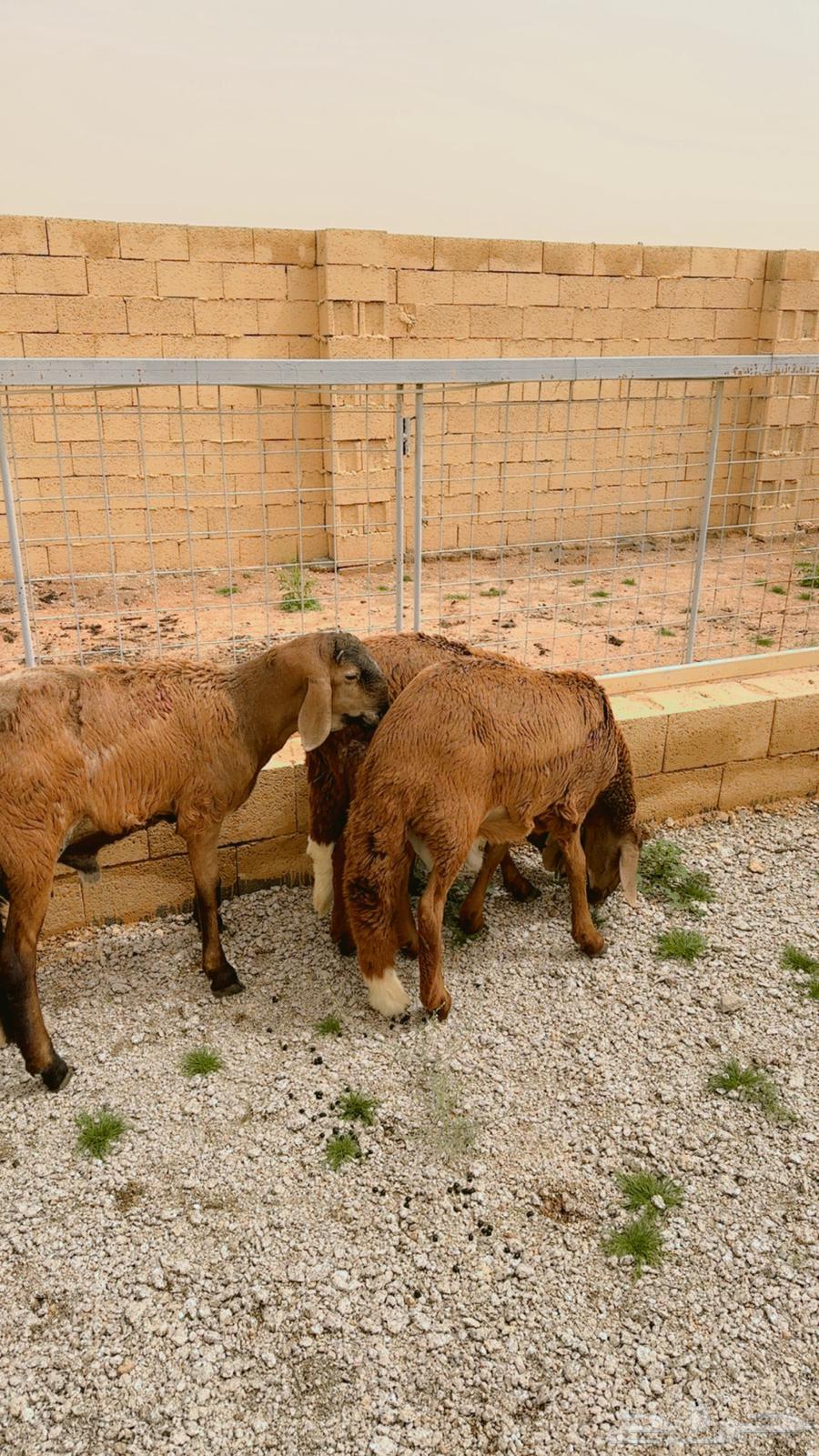 Sawaks for sale (sold)63171503390978111