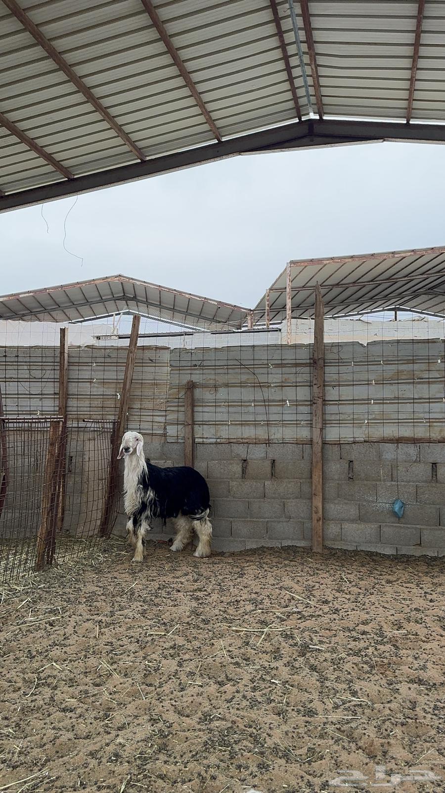 Najdi goat Jaber63171060890113112