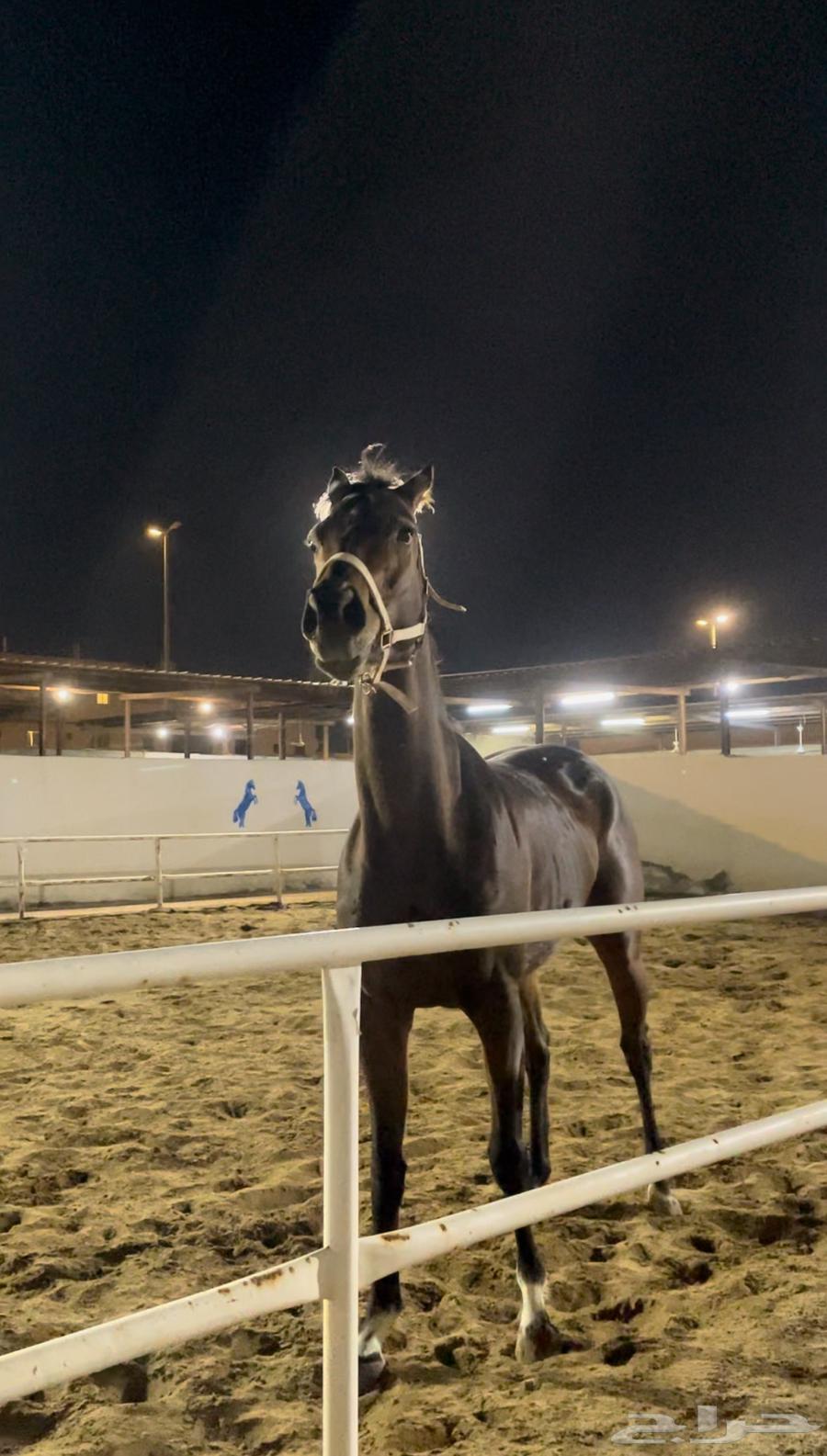 خيل إنجليزي للبيع 290063170601426307111