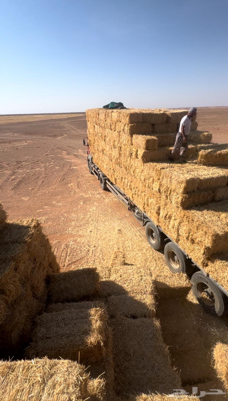 الدفع عند الاستلام63173615990147113