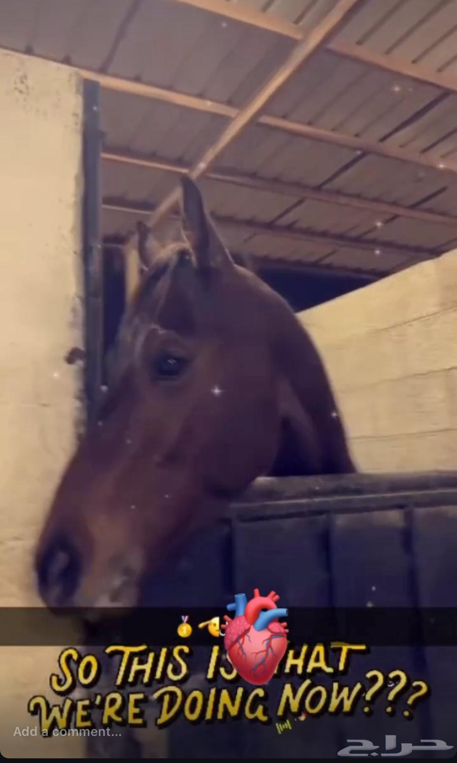 خيل إنجليزي للبيع 290063170601426307112