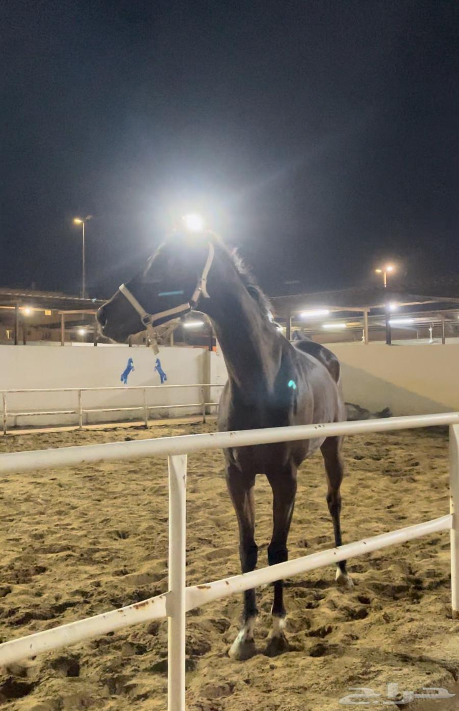 خيل إنجليزي للبيع 290063170601426307113