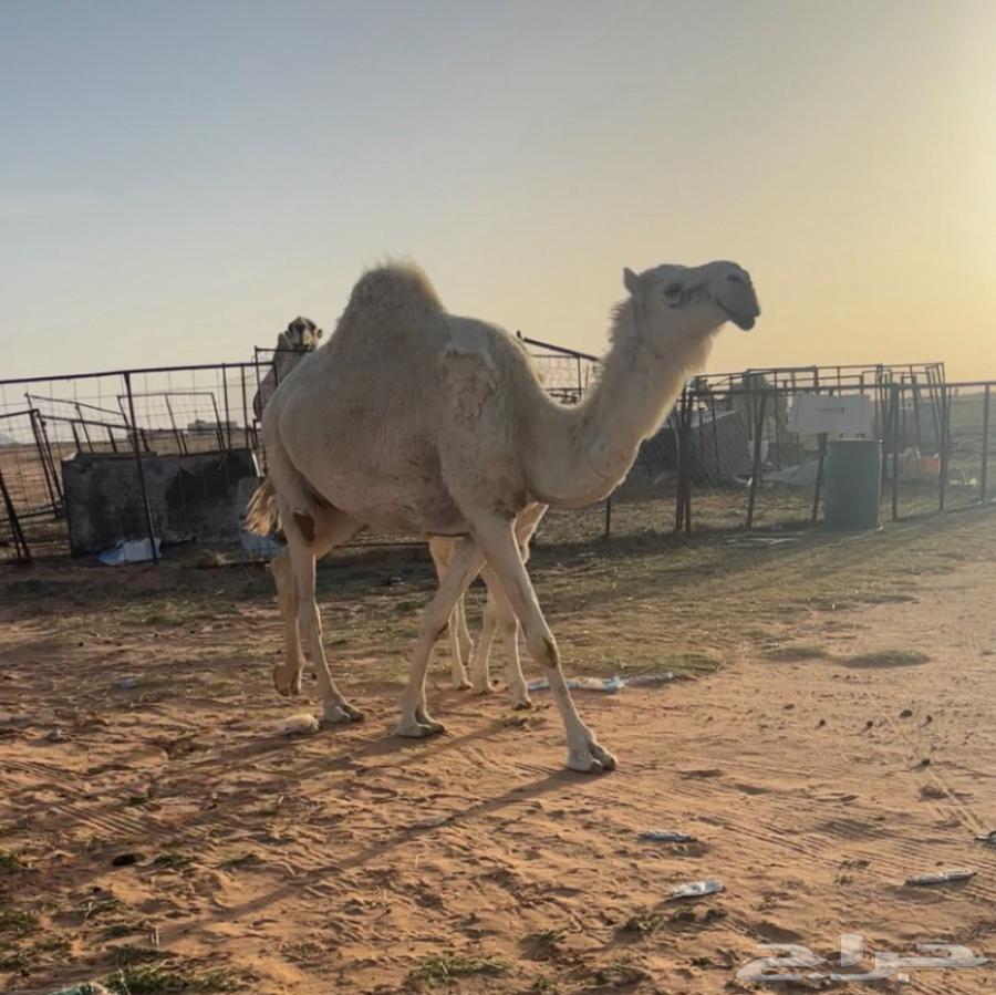 معشر شعلا طيبه63171507098242113