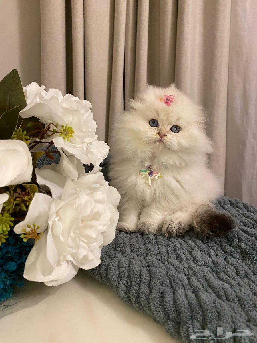 Scottish Fold kittens for sale631728839857951110