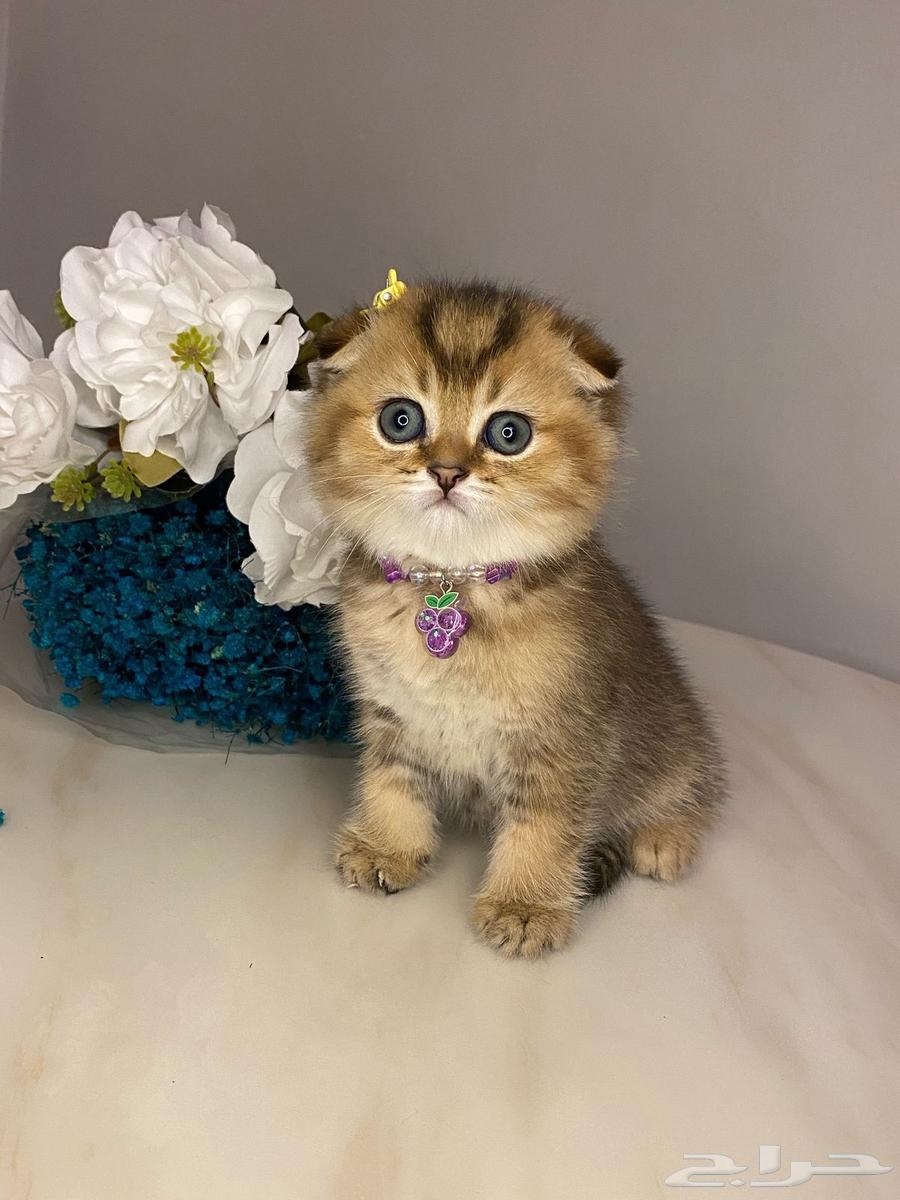 Scottish Fold kittens for sale63172883985795113
