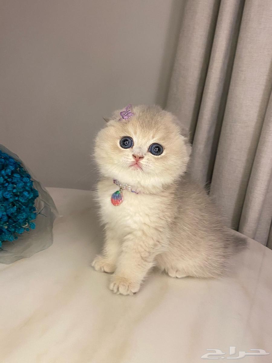 Scottish Fold kittens for sale63172883985795111
