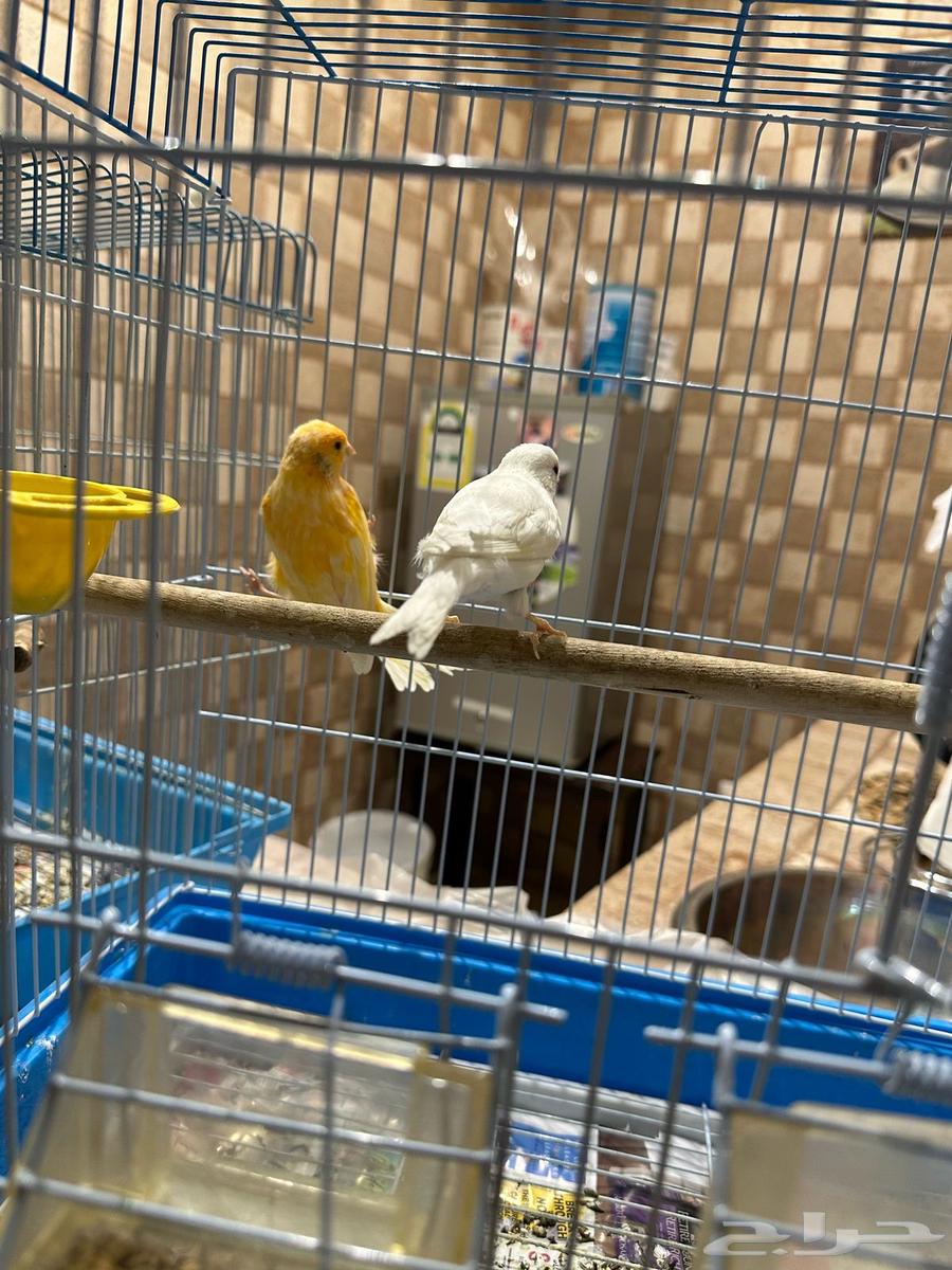 A wonderful pair of canaries in Riyadh (sold)63172410939907111