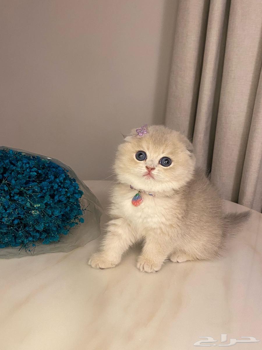 Scottish Fold kittens for sale63172883985795112