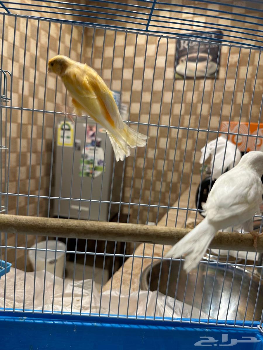 A wonderful pair of canaries in Riyadh (sold)631724109399071123