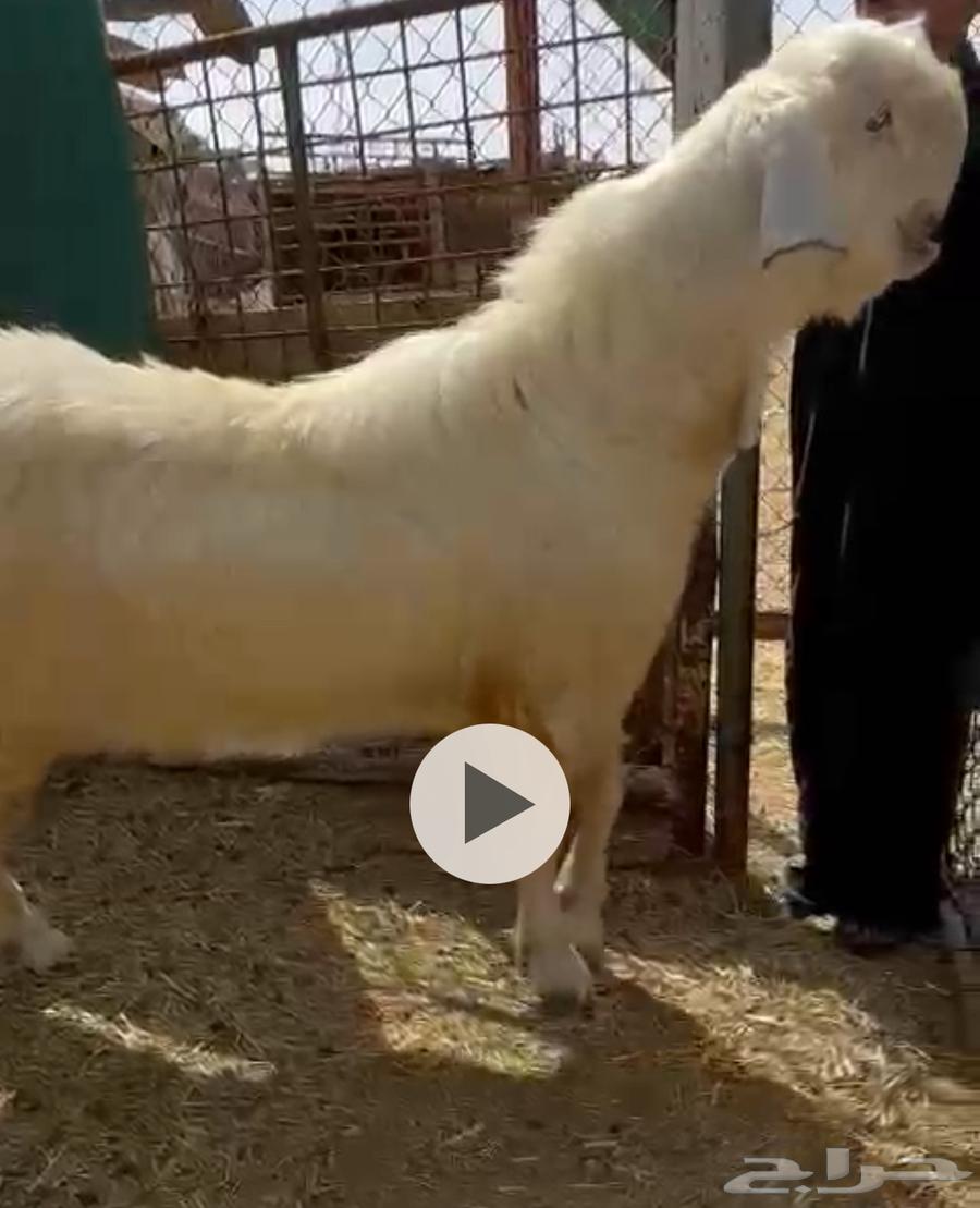 Luxurious Shammi goat63172399272578111