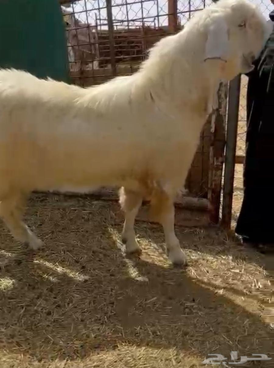 Luxurious Shammi goat631723992725781126