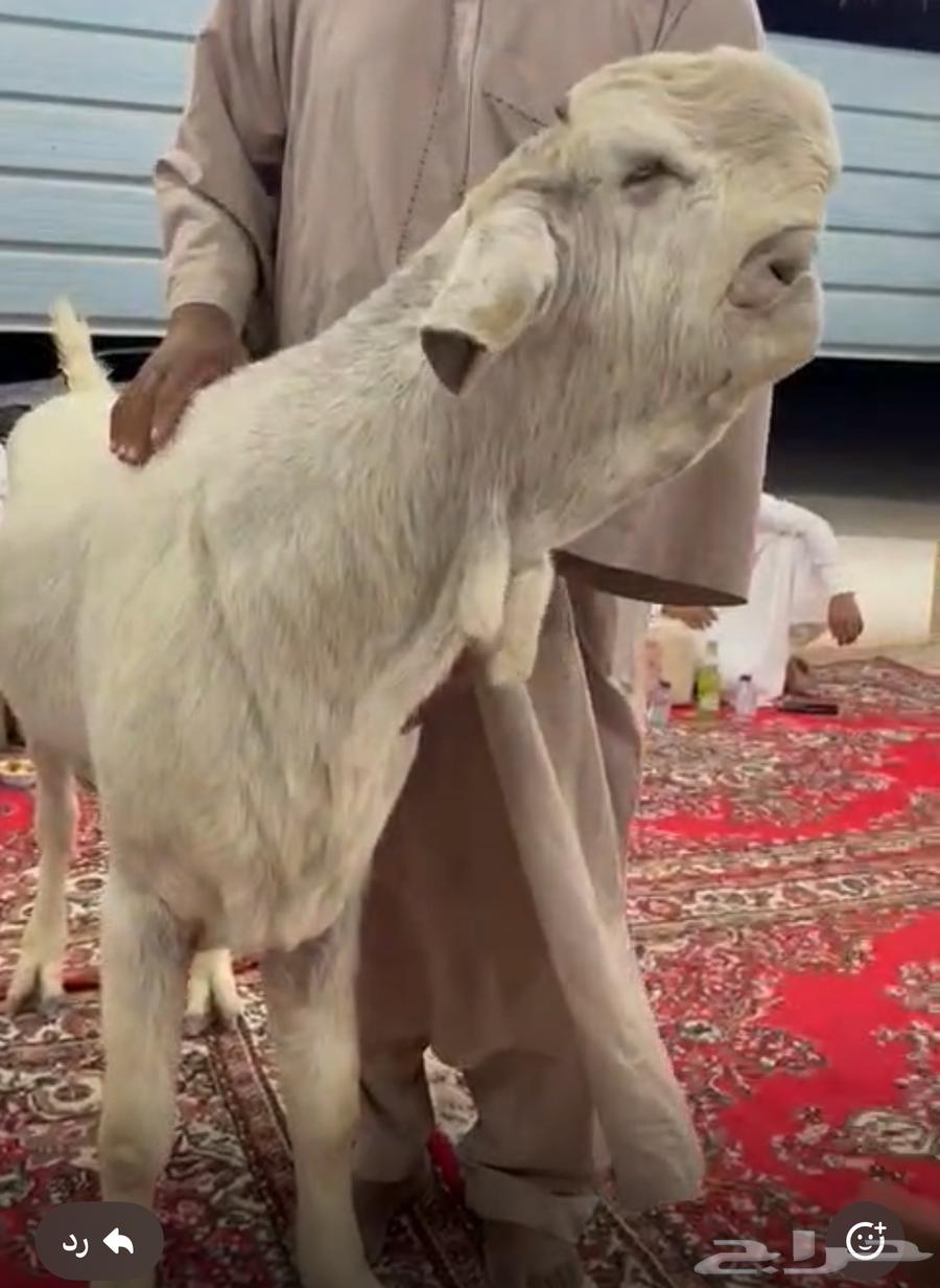 Luxurious Shammi goat63172399272578112