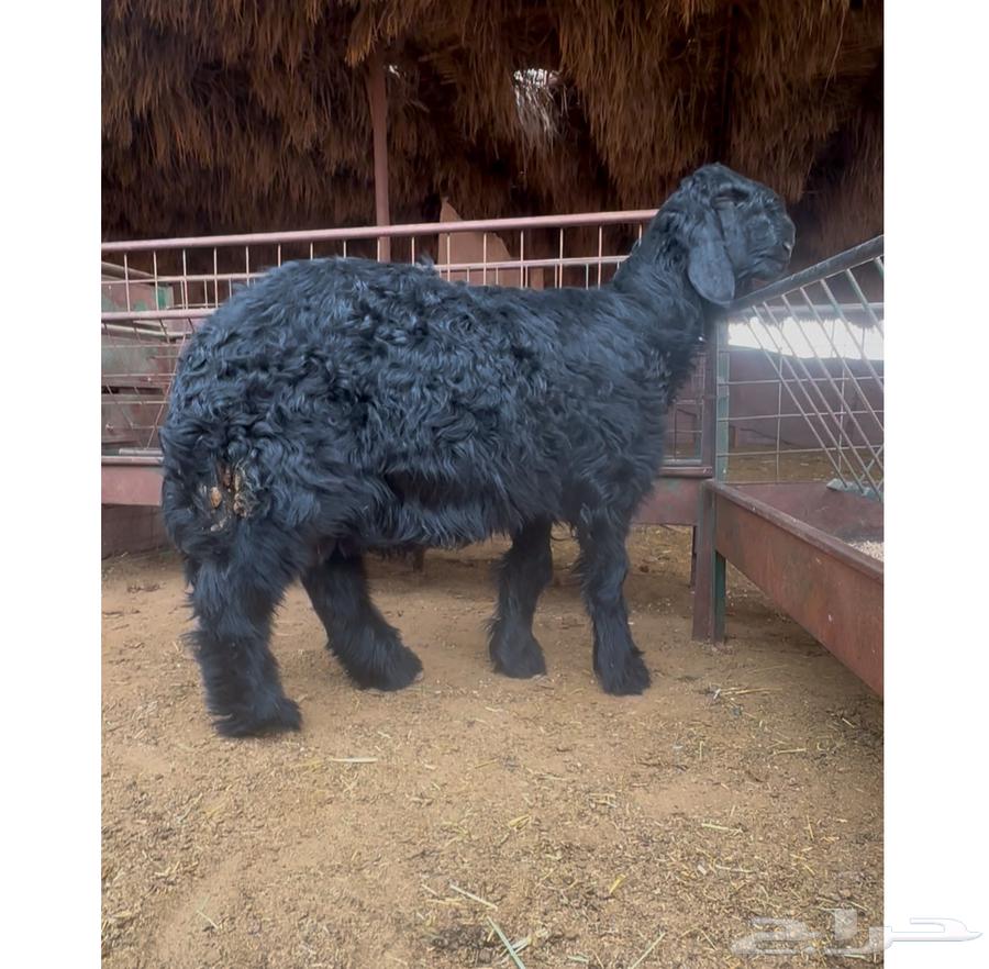 Project of a Najdi stallion, Adlam63171064079235111