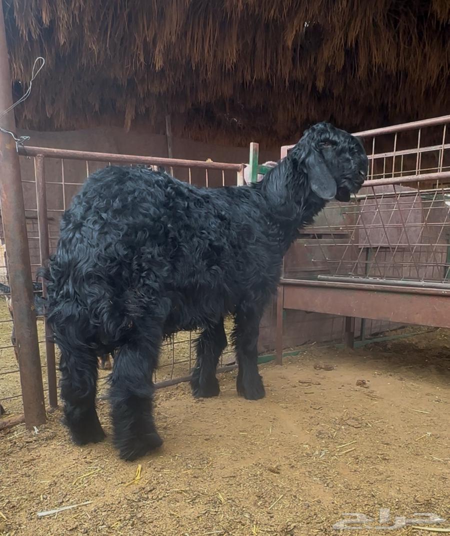 Project of a Najdi stallion, Adlam63171064079235112