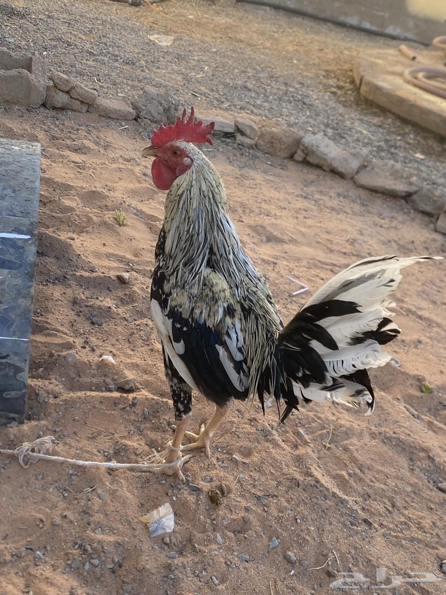 Chicken for sale63507315758083112