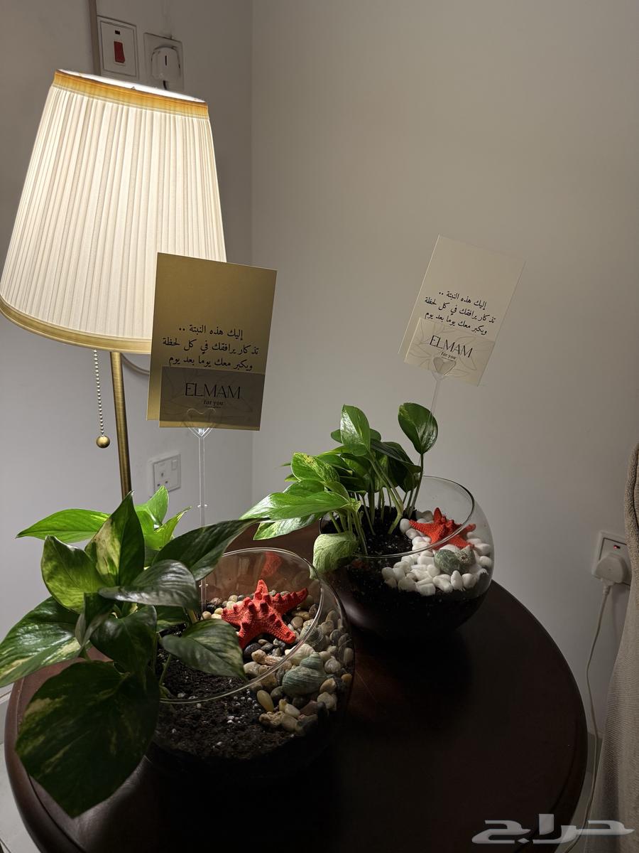 Indoor plant (Sea pots) 5963257854925697114