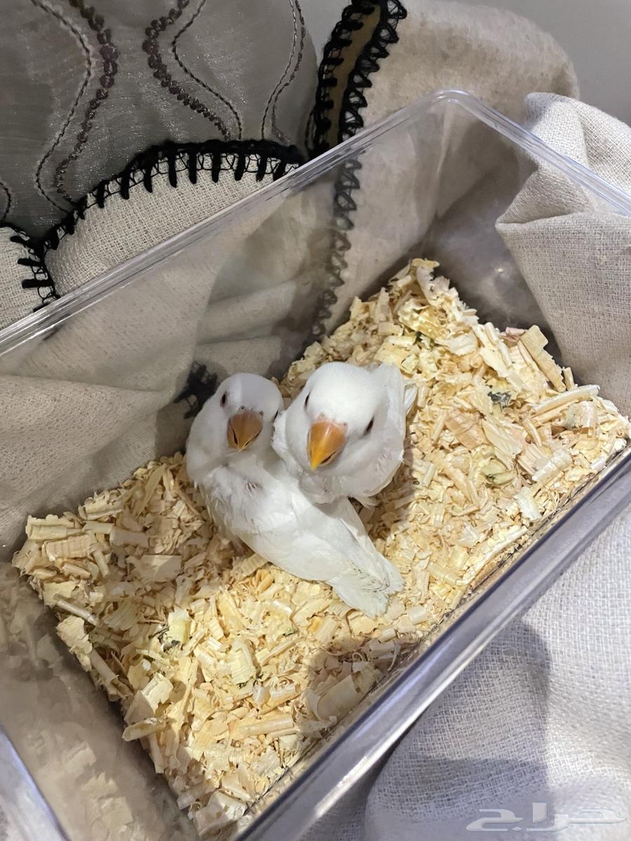 Chicks for sale, weaned. Sold.631719733123871128