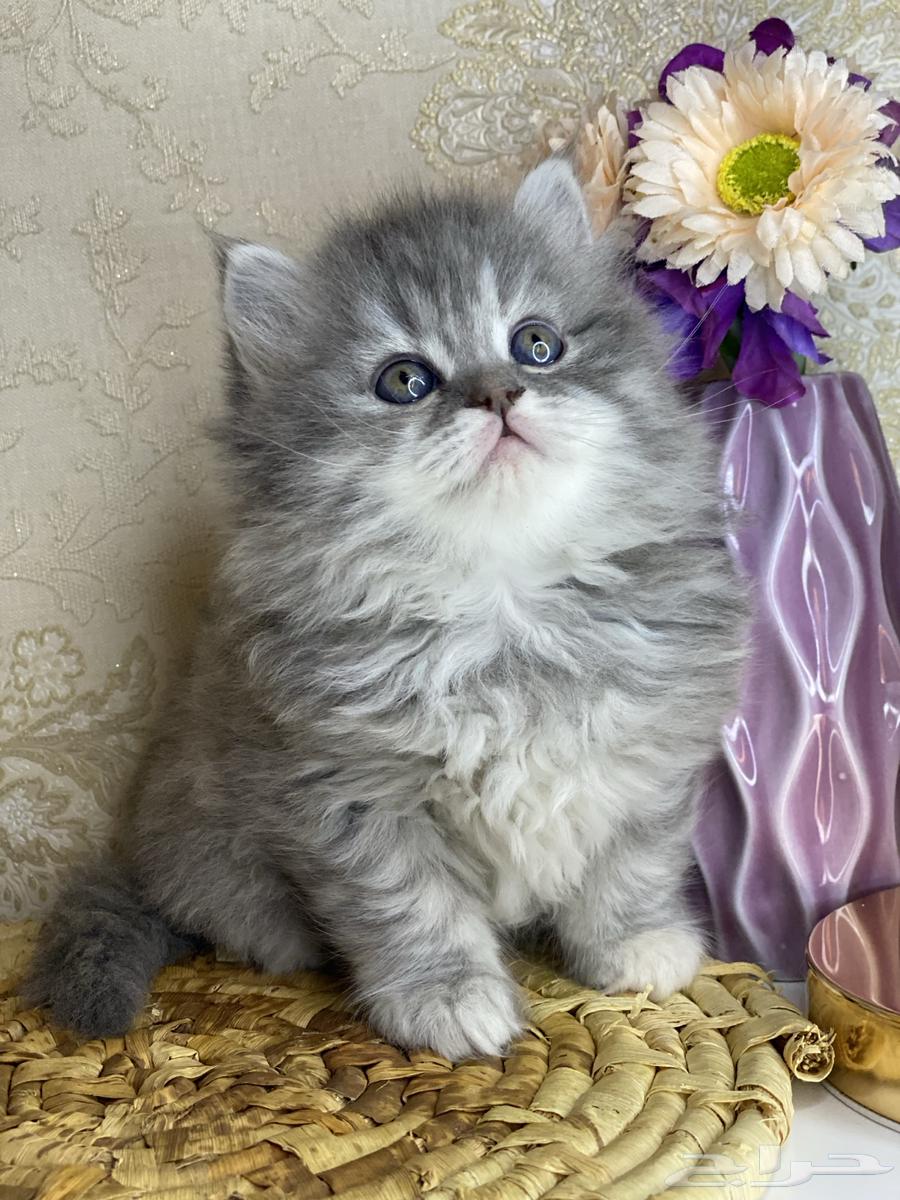 بيكي فيس شيرازي هملايا هاف بيكي راغدول بيرشن قطه قطوه قطو63170597859458113