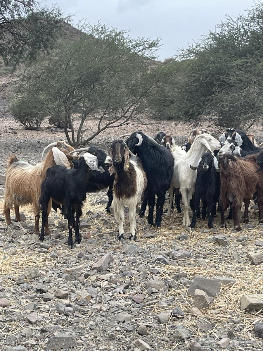 Goat (sold)63171064153090113