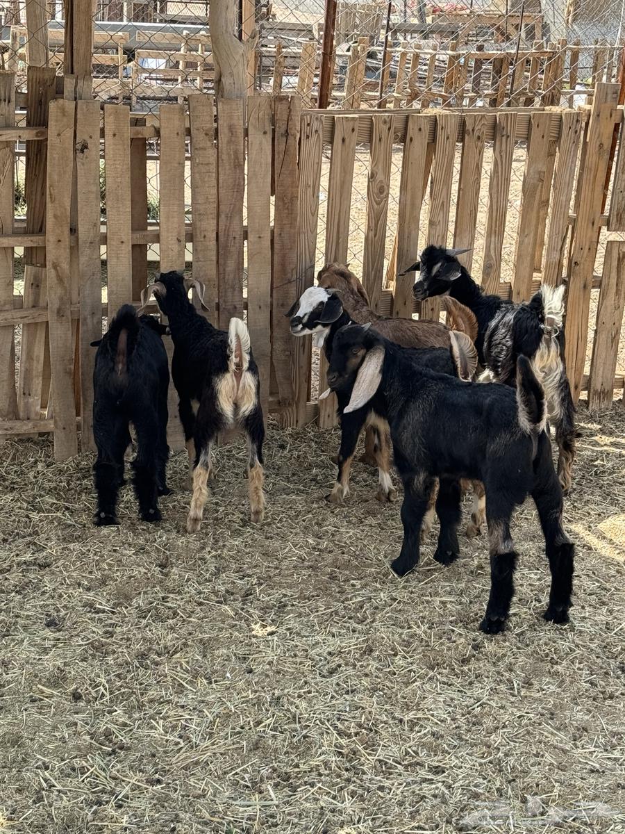 Puppies for sale63171500176387113