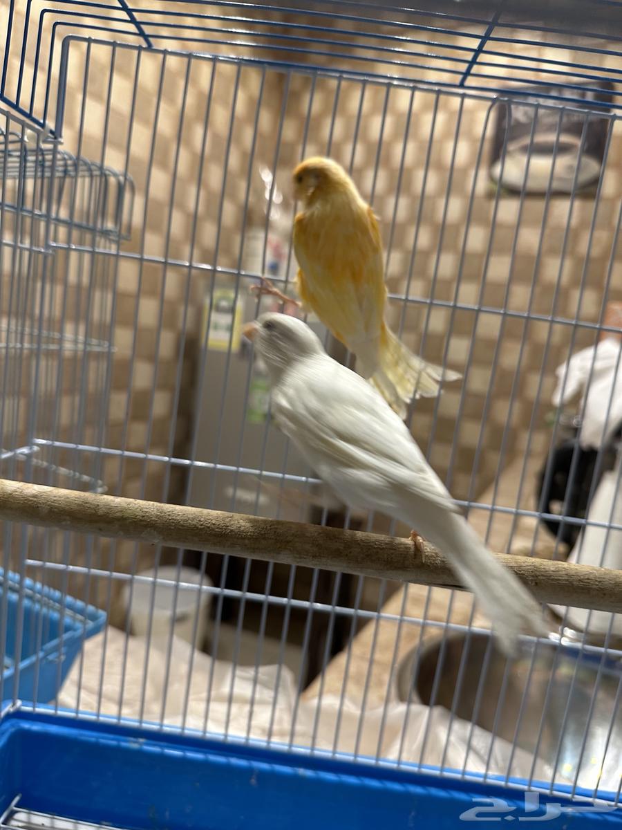 A wonderful pair of canaries in Riyadh (sold)63172410939907112