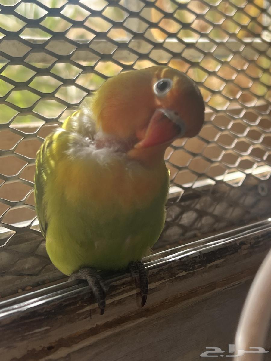 parrot for sale63171973325569112