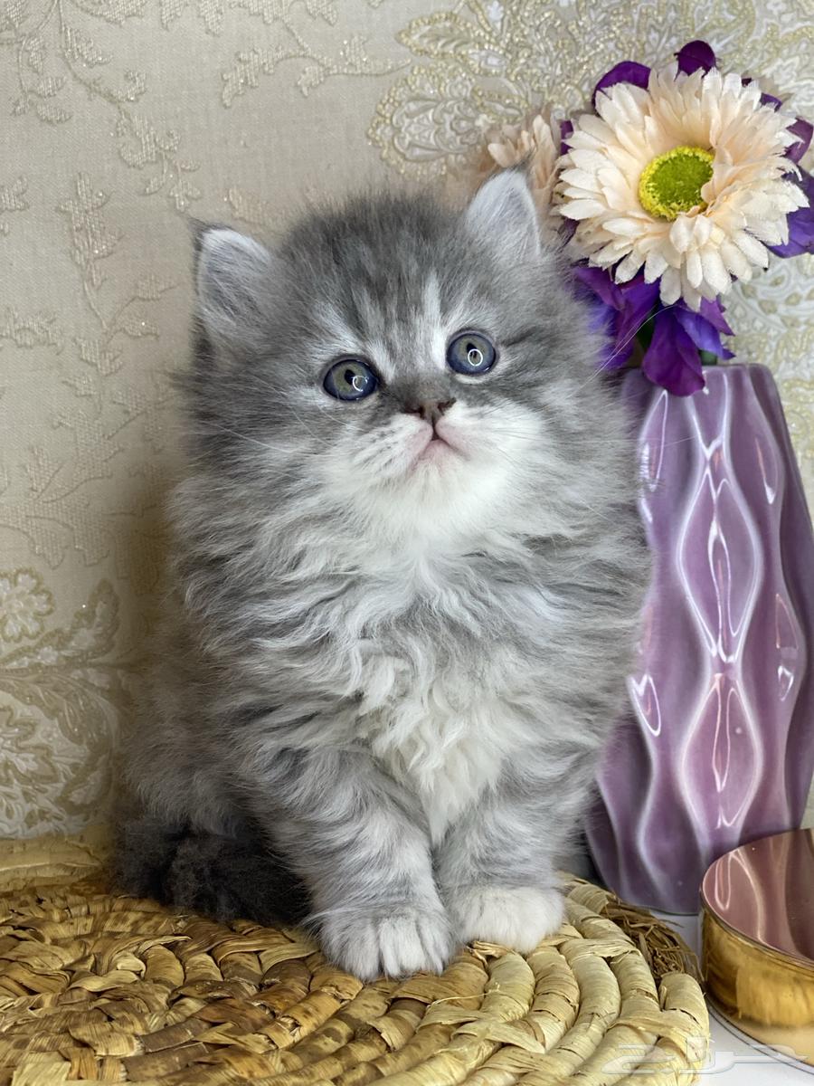 بيكي فيس شيرازي هملايا هاف بيكي راغدول بيرشن قطه قطوه قطو631705978594581129