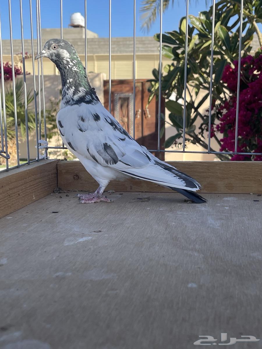 للبيع تيدي سخي63173255744771114