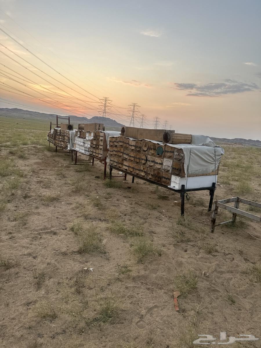 Arabic bees for sale63172422333955116