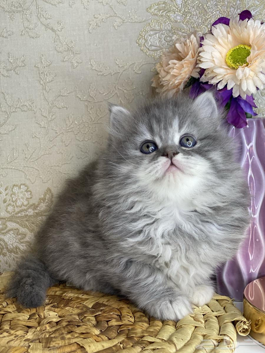 بيكي فيس شيرازي هملايا هاف بيكي راغدول بيرشن قطه قطوه قطو63170597859458112