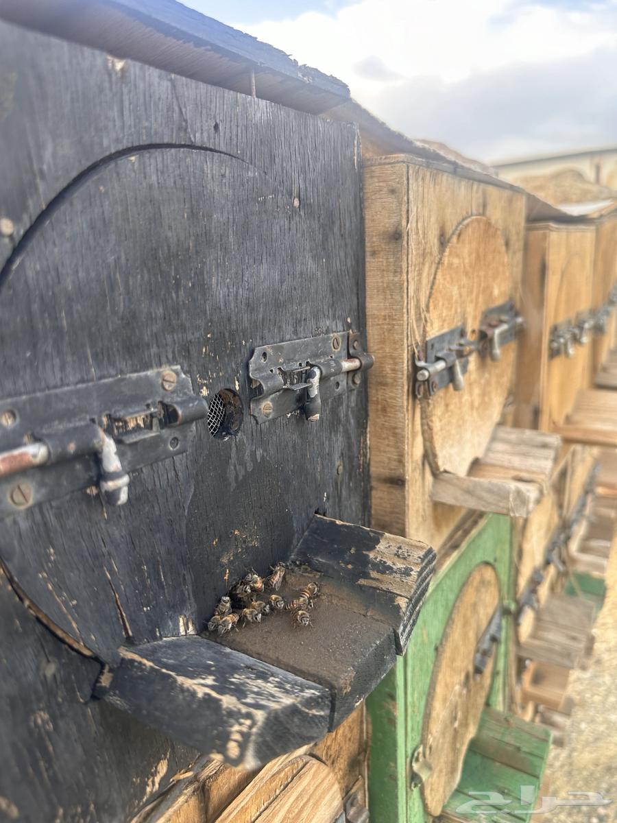 Arabic bees for sale63172422333955111