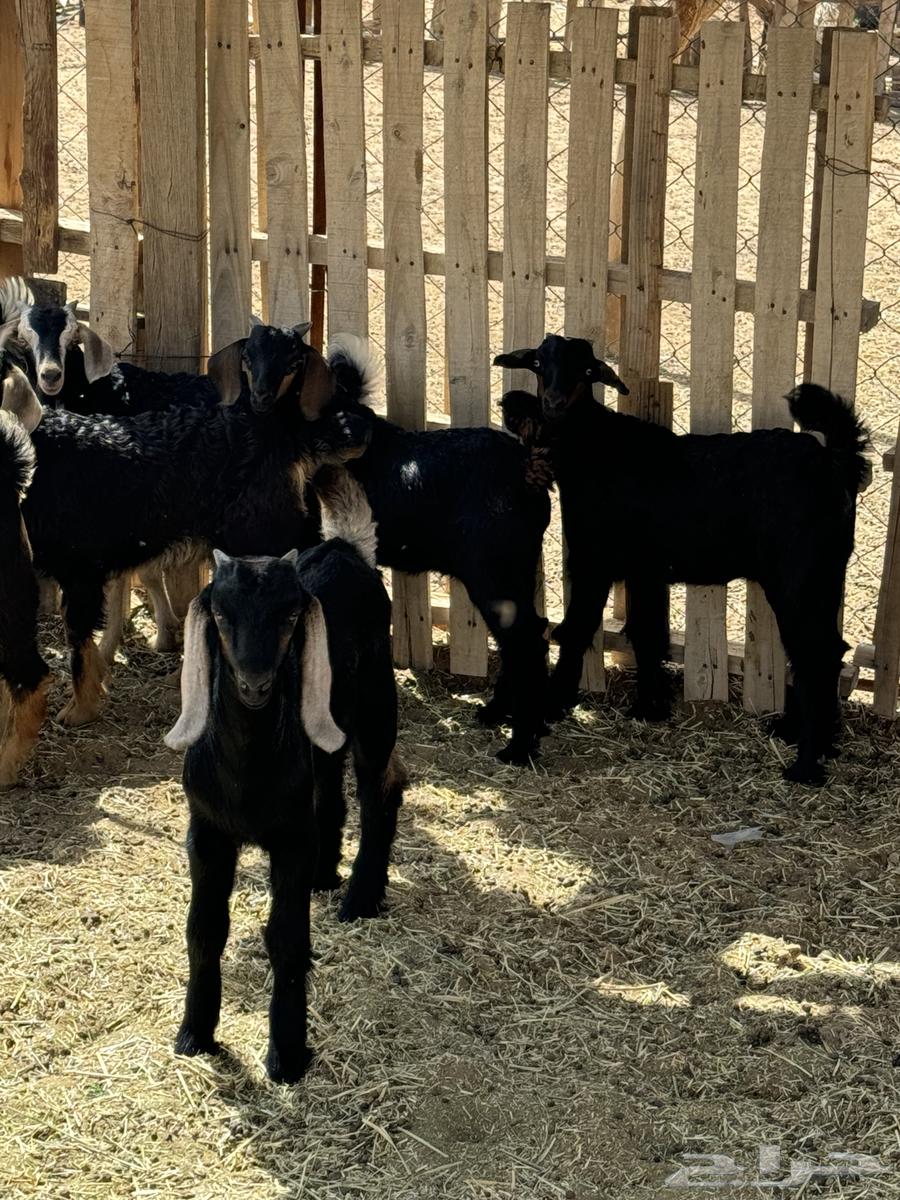 Puppies for sale63171500176387114