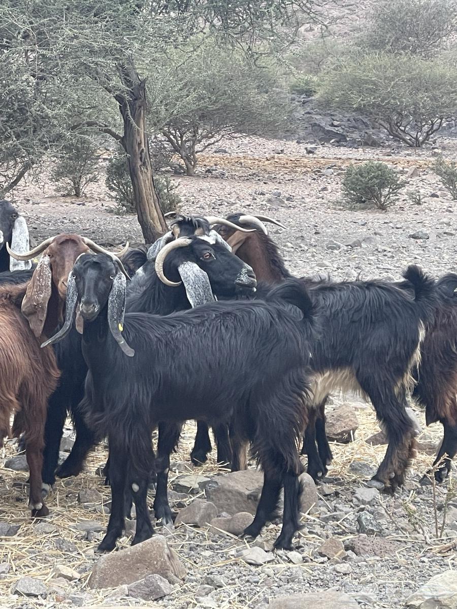 Goat (sold)63171064153090114