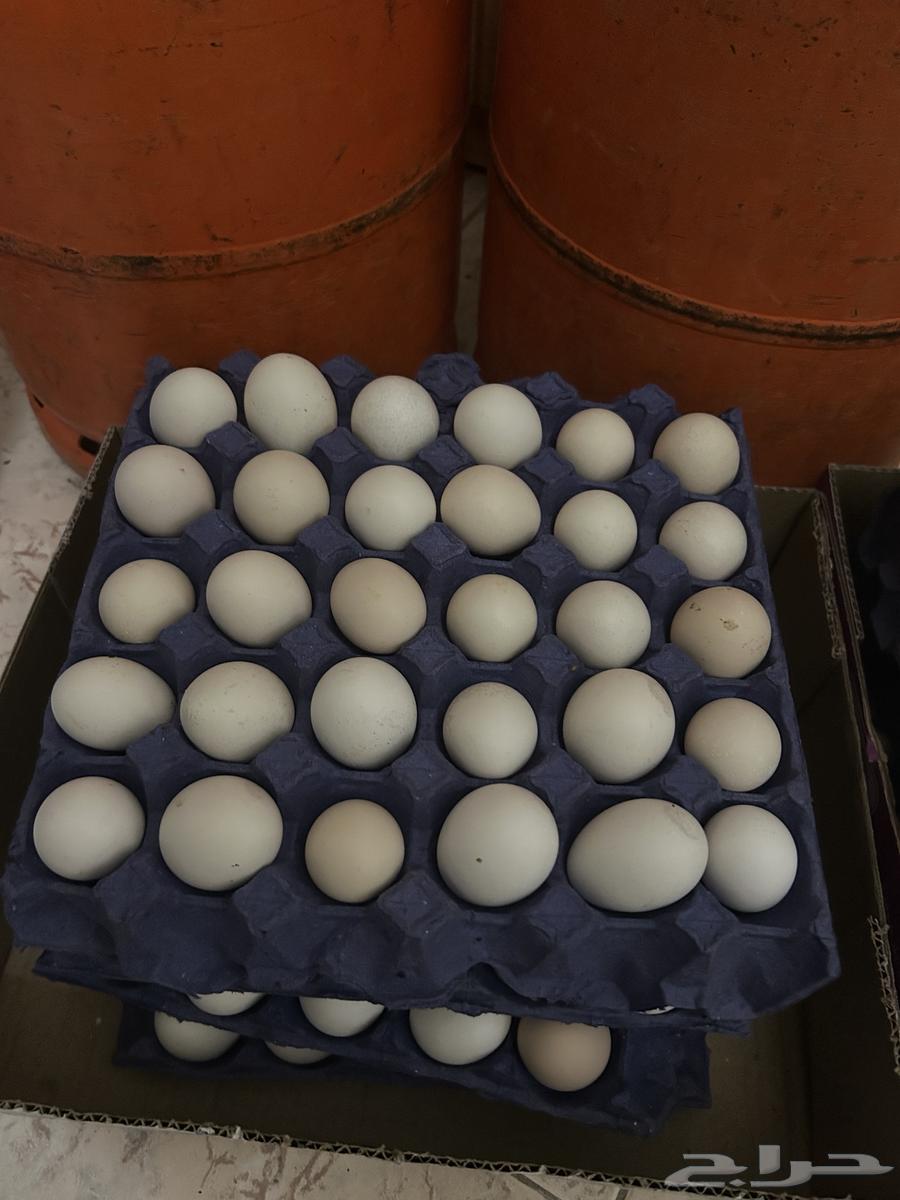 Local eggs63170601431938111