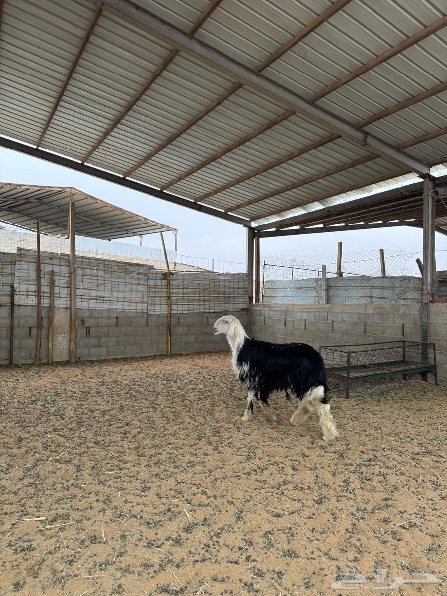 Najdi goat Jaber63171060890113113