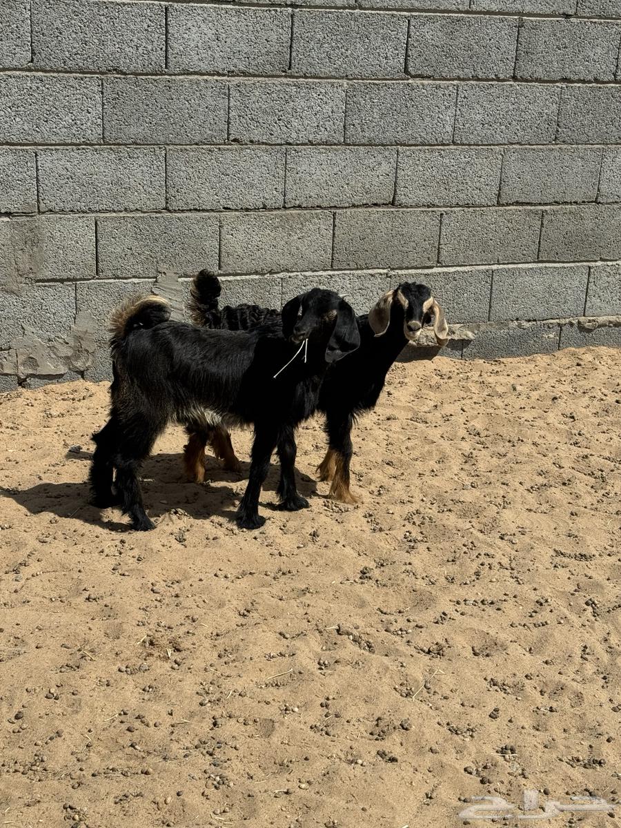 Puppies for sale63171500176387112