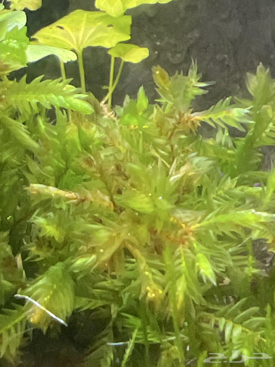 نبات موس Giant Willow Moss63170601504130112